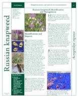 Russian knapweed identification and management