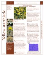 Yellow starthistle identification and management