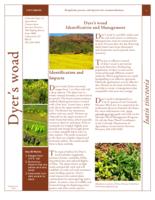 Dyer's woad identification and management