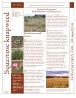 Squarrose knapweed identification and management