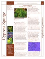 Cypress spurge identification and management