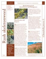 Rush skeletonweed identification and management