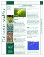 Dalmatian toadflax identification and management