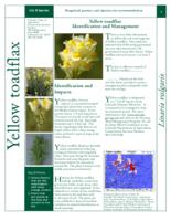 Yellow toadflax identification and management