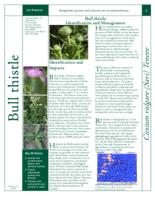 Bull thistle identification and management