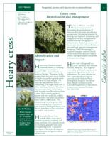 Hoary cress identification and management