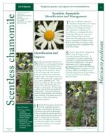 Scentless chamomile identification and management