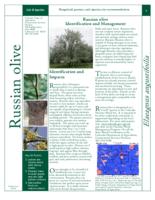 Russian olive identification and management