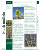 Moth mullein identification and management