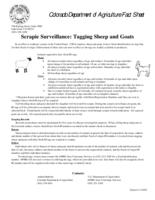 Scrapie surveillance : tagging sheep and goats