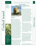 Cutleaf teasel identification and management