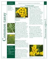 Common tansy identification and management