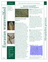 Eurasian watermilfoil identification and management