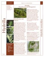 Hydrilla identification and management