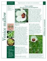 Venice mallow identification and management