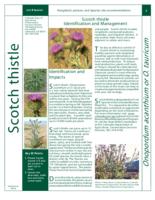 Scotch thistle identification and management