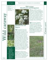 Wild caraway identification and management