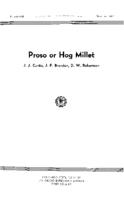 Proso or hog millet