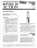 Dutch elm disease