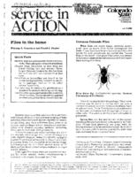 Flies in the home