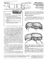 IPS beetles