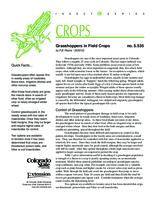 Grasshoppers in field crops