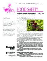 Growing container salad greens