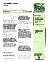 Bacterial diseases of beans