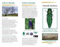 Emerald ash borer