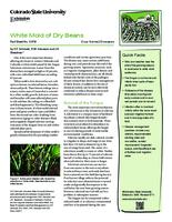 White mold of dry beans