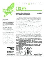 Western corn rootworm