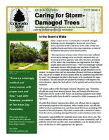 Caring for storm-damaged trees