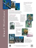 Dwarf mistletoes