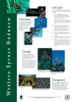 Western spruce budworm