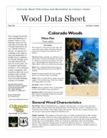 Colorado woods. Pinon pine