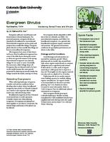 Evergreen shrubs