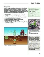 Best management practices for Colorado corn. Soil Fertility: Phosphorus