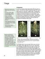 Best management practices for Colorado corn. Tillage: Compaction