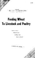 Feeding wheat to livestock and poultry
