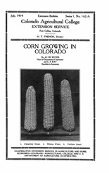 Corn growing in Colorado