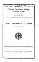 Wheat growing in Colorado
