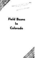 Field beans in Colorado