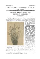 Crested wheat grass for dryland pastures