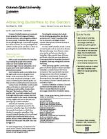 Attracting butterflies to the garden