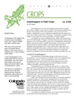 Grasshoppers in field crops