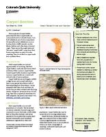 Carpet beetles