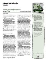 Honeylocust diseases
