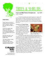 Insect and mite pests of honeylocust