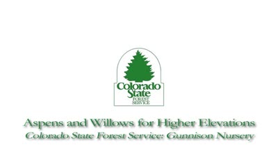 Aspens and willows for higher elevations : Colorado State Forest Service, Gunnison Nursery