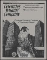 Peregrine falcons in canyons of downtown Denver